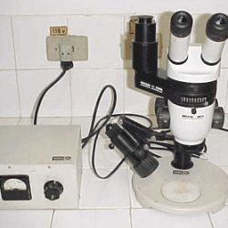lupa