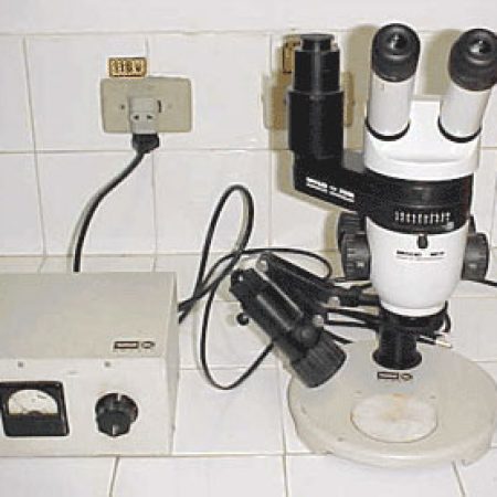 lupa